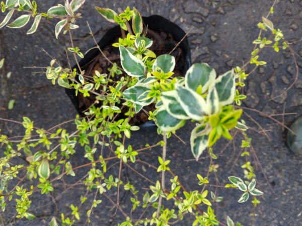 1000592306-scaled.jpg Abelia Grandiflora Lime