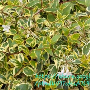 1000592308.jpg Abelia Grandiflora Lime