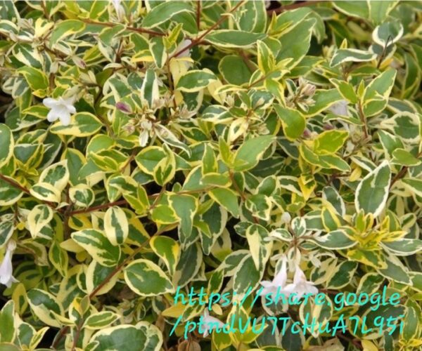 1000592308.jpg Abelia Grandiflora Lime
