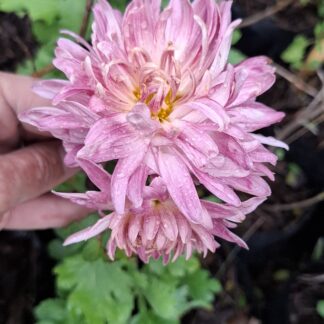 Chrysanthemum pink (long stem)