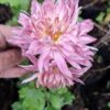 Chrysanthemum pink (long stem)