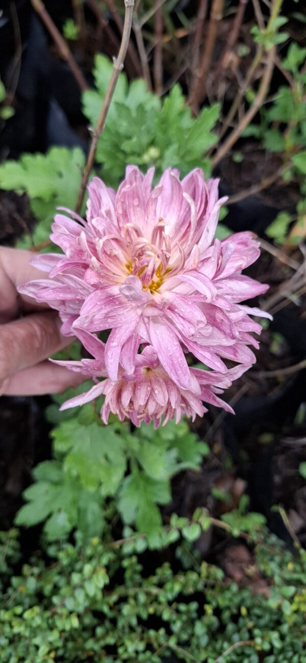 Chrysanthemum pink (long stem)