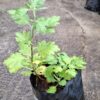 Chrysanthemum pink (long stem)