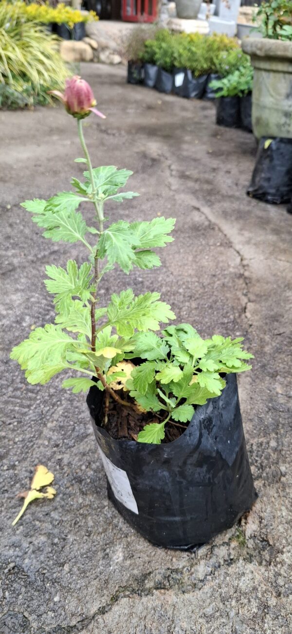 Chrysanthemum pink (long stem)