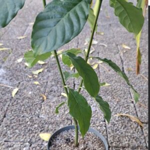 1000597811.jpg Chacruna Psychotia Viridis