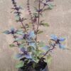 1000609921-scaled.jpg Thai Anise Basil (Ocimum basilicum var. thyrsiflora)