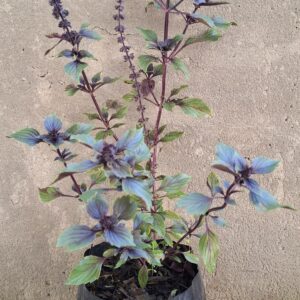 Thai Anise Basil (Ocimum basilicum var. thyrsiflora)