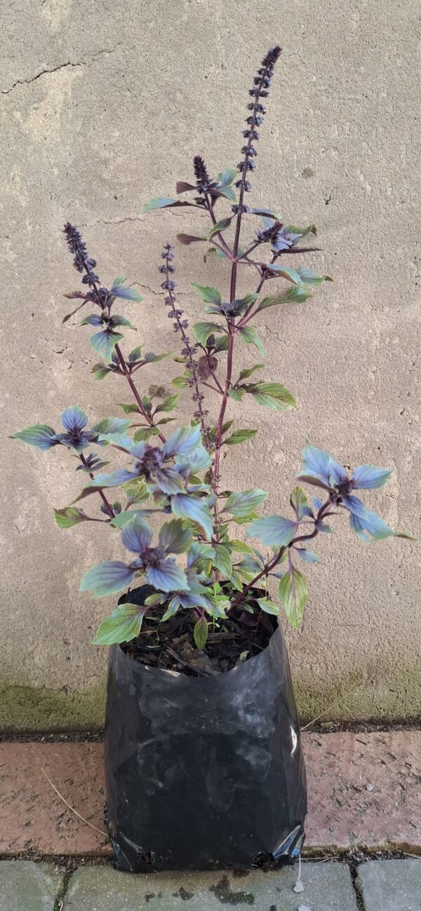 1000609921-scaled.jpg Thai Anise Basil (Ocimum basilicum var. thyrsiflora)