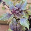 1000609922-scaled.jpg Thai Anise Basil (Ocimum basilicum var. thyrsiflora)