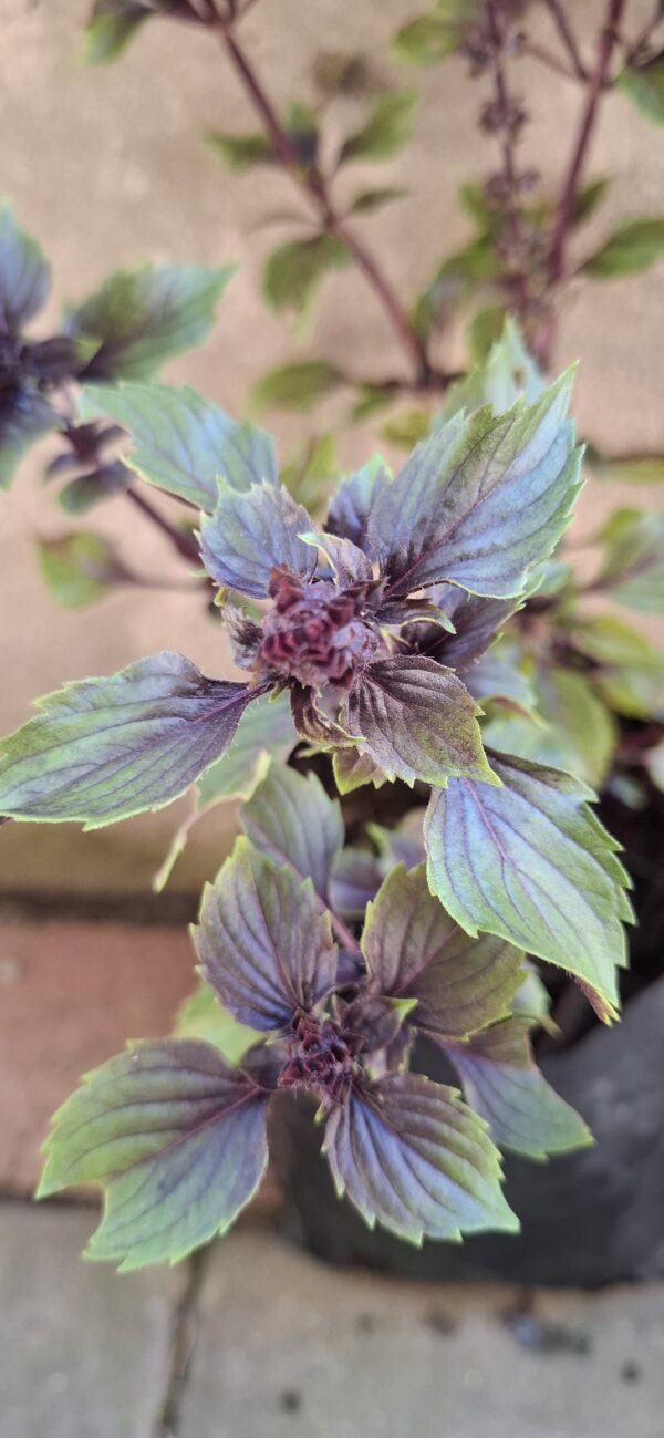 1000609922-scaled.jpg Thai Anise Basil (Ocimum basilicum var. thyrsiflora)