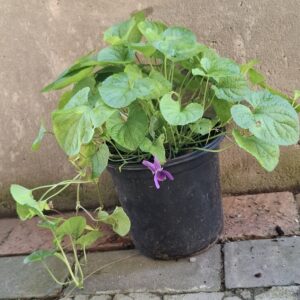 Viola Odorata (sweet viola))