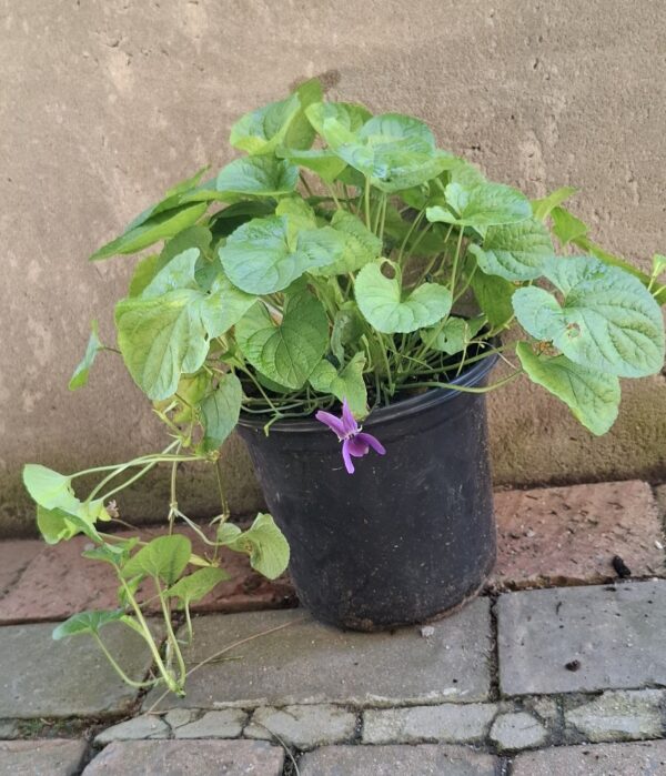 1000609955-1.jpg Viola Odorata (sweet viola))