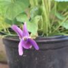 1000609956-scaled.jpg Viola Odorata (sweet viola))
