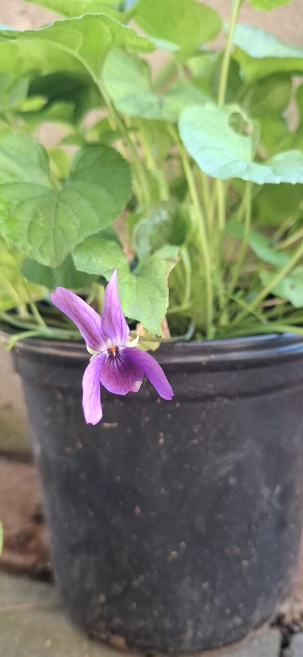 1000609956-scaled.jpg Viola Odorata (sweet viola))