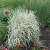 Phalaris Arundinacea (Ribbon Grass)