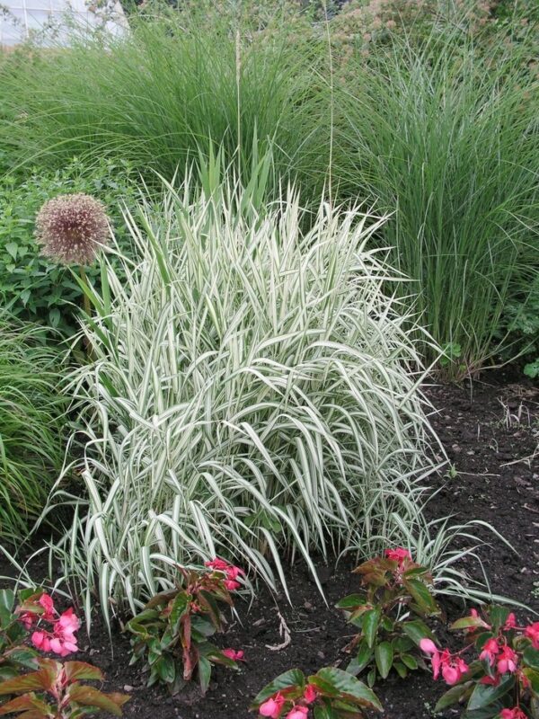 Phalaris Arundinacea (Ribbon Grass)
