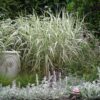 PHALARIS ARUNDINACEA Ribbon Grass - Strawberries & Cream