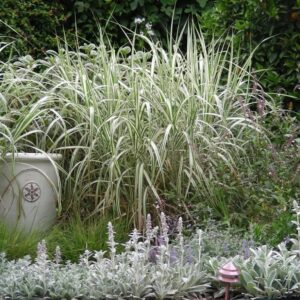 1000610006.jpg PHALARIS ARUNDINACEA Ribbon Grass - Strawberries & Cream