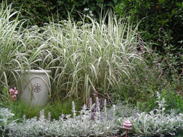 PHALARIS ARUNDINACEA Ribbon Grass - Strawberries & Cream
