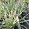 PHALARIS ARUNDINACEA Ribbon Grass - Strawberries & Cream