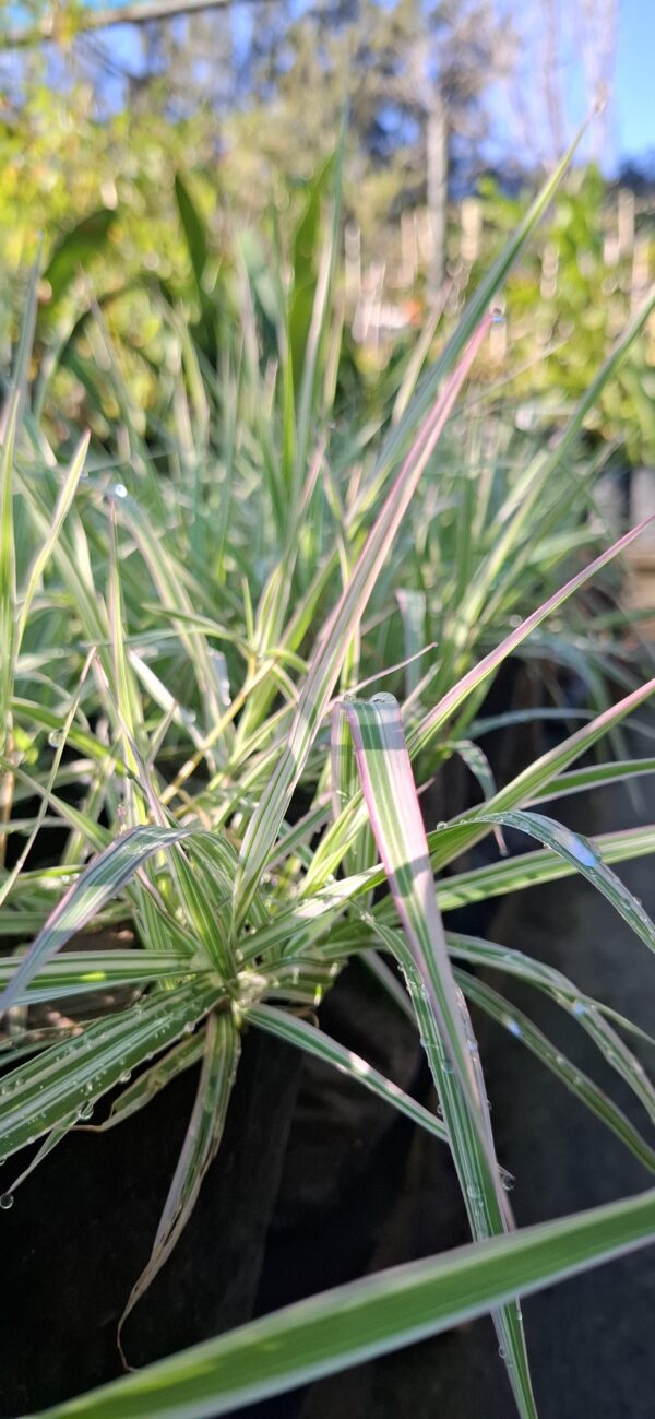 PHALARIS ARUNDINACEA Ribbon Grass - Strawberries & Cream
