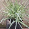 PHALARIS ARUNDINACEA Ribbon Grass - Strawberries & Cream
