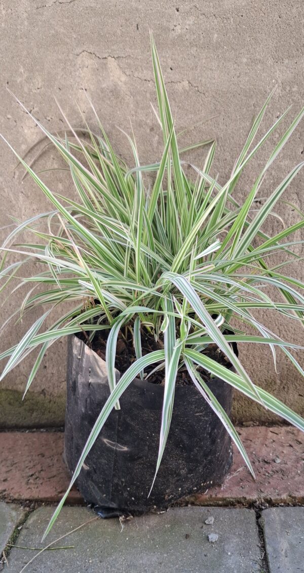 PHALARIS ARUNDINACEA Ribbon Grass - Strawberries & Cream