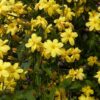 Jasminum mesnyi / Primrose Jasmine