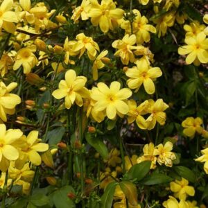 Jasminum mesnyi / Primrose Jasmine