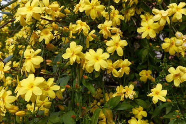 Jasminum mesnyi / Primrose Jasmine