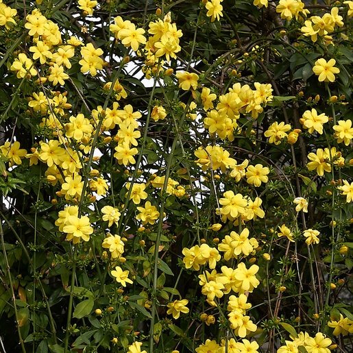 Jasminum mesnyi / Primrose Jasmine