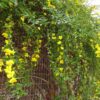Jasminum mesnyi / Primrose Jasmine