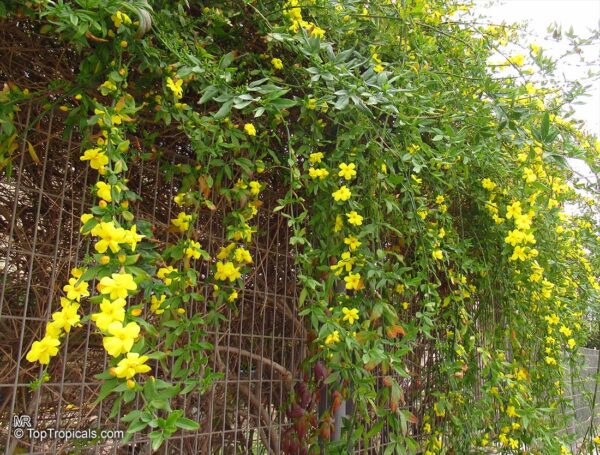 Jasminum mesnyi / Primrose Jasmine