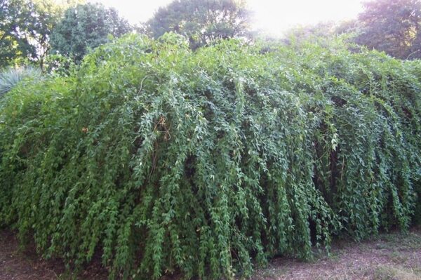 Jasminum mesnyi / Primrose Jasmine