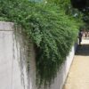 Jasminum mesnyi / Primrose Jasmine