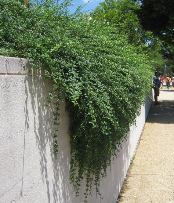 Jasminum mesnyi / Primrose Jasmine