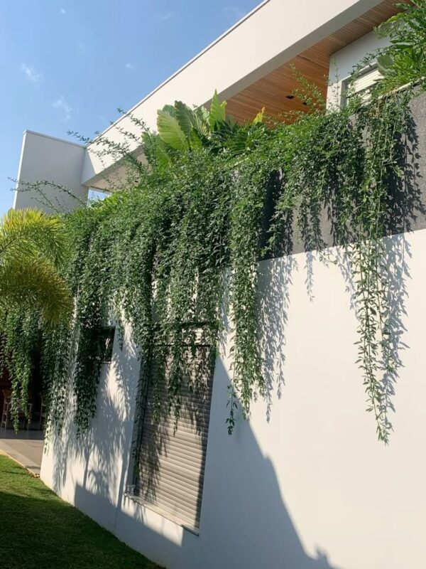 Jasminum mesnyi / Primrose Jasmine