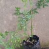 Jasminum mesnyi / Primrose Jasmine