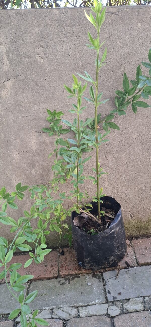Jasminum mesnyi / Primrose Jasmine