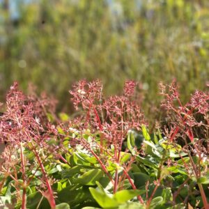 1000610100-scaled.jpg Crassula Multicava