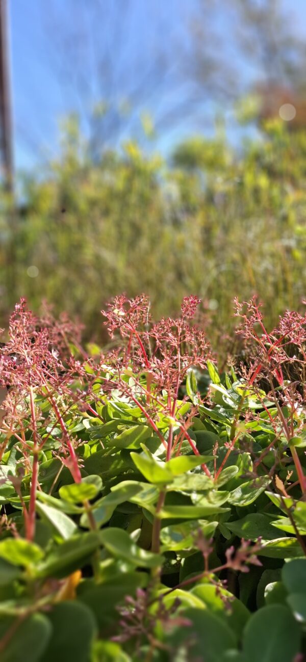 1000610100-scaled.jpg Crassula Multicava
