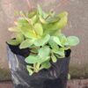 1000610106-scaled.jpg Crassula Multicava