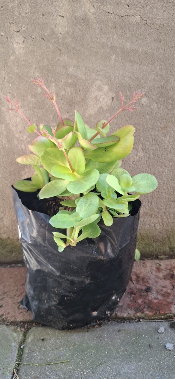 1000610106-scaled.jpg Crassula Multicava