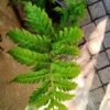 Tectaria Paradoxa Fern 17cm