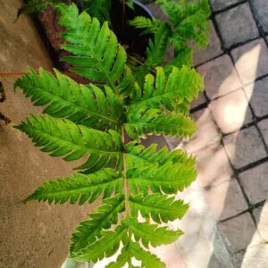 Tectaria Paradoxa Fern 17cm