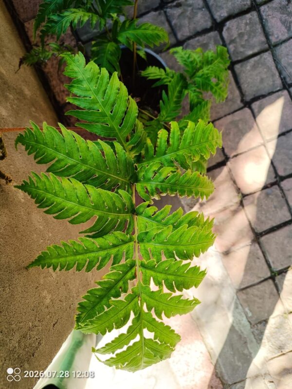 Tectaria Paradoxa Fern 17cm