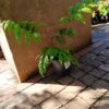 Tectaria Paradoxa Fern 17cm