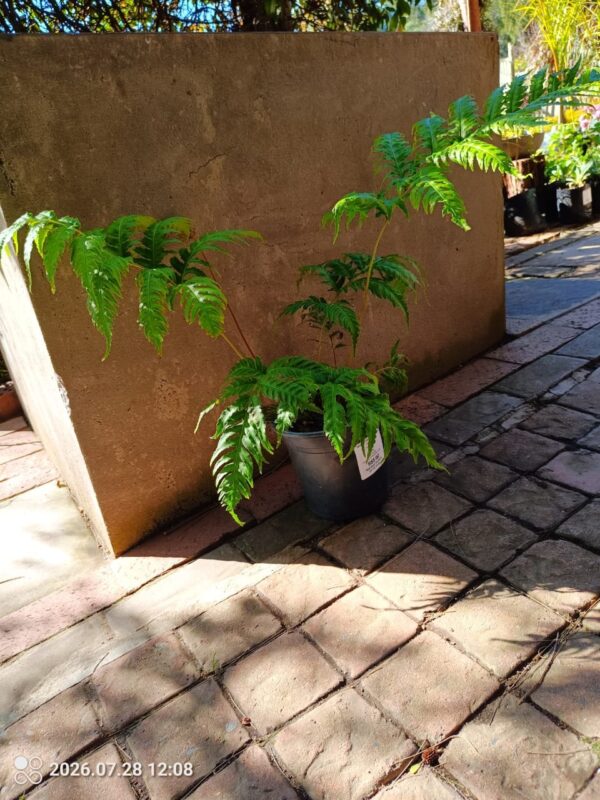 Tectaria Paradoxa Fern 17cm