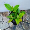 Sweet Vibernum 15cm