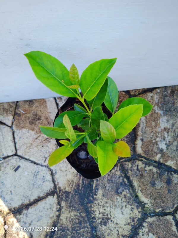 Sweet Vibernum 15cm